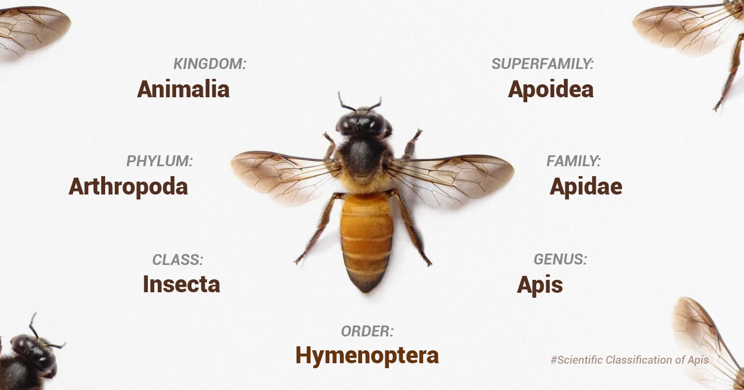 Scientific Classification of Apis
