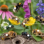 Seven Families of Bees