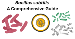 Bacillus subtilis