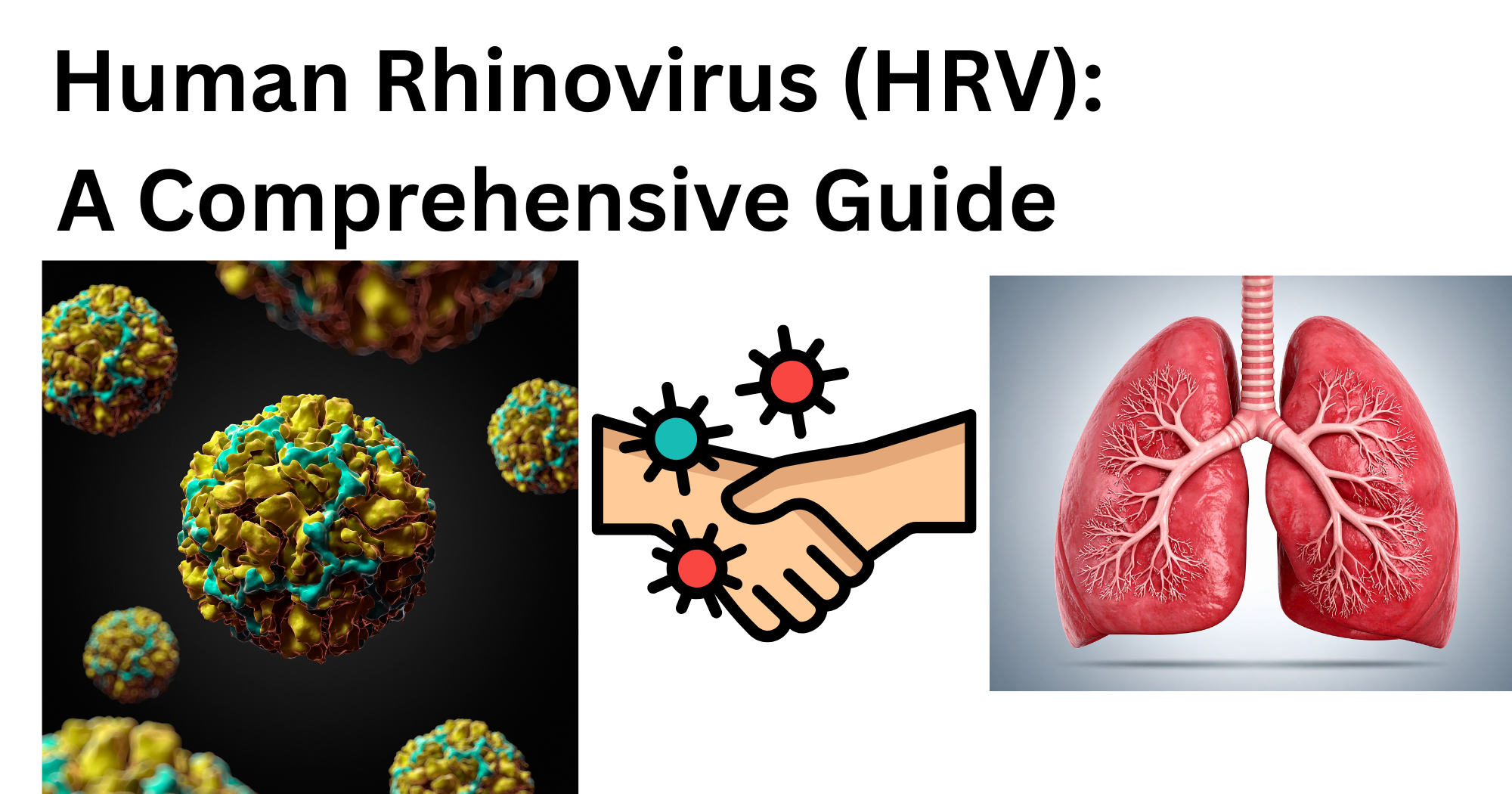 Human Rhinovirus Human Rhinovirus