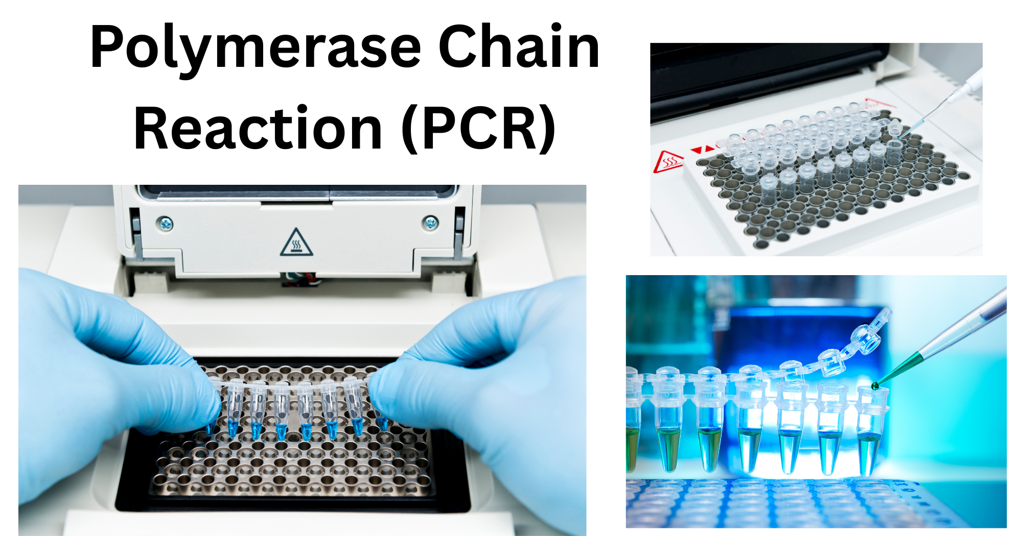 Polymerase Chain Reaction (PCR) Polymerase Chain Reaction PCR