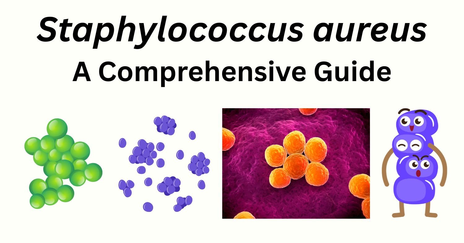 Staphylococcus aureus Staphylococcus aureus