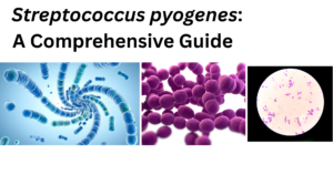 Streptococcus pyogenes