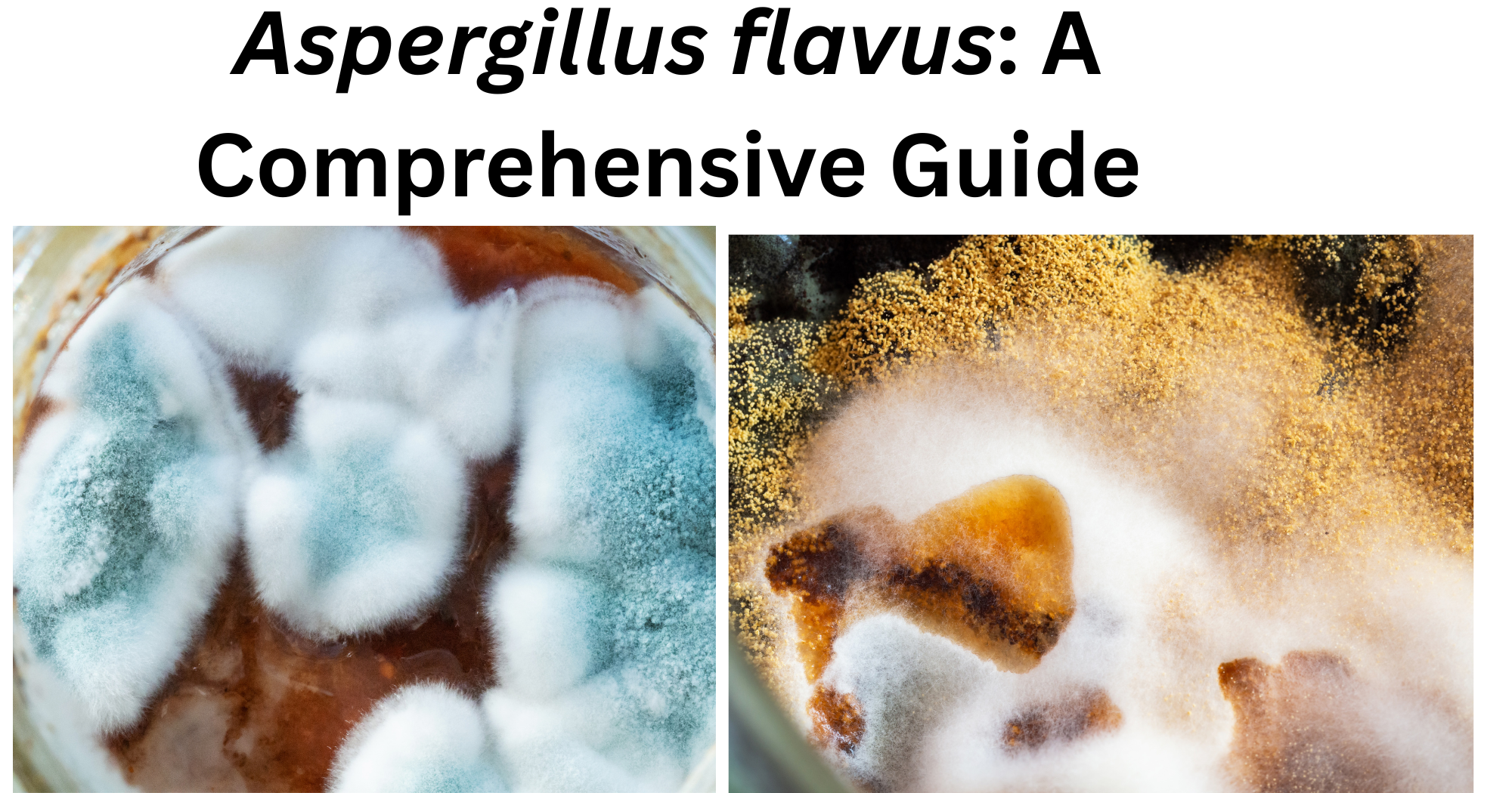 Aspergillus flavus Aspergillus flavus
