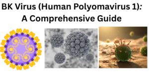 BK Virus (Human Polyomavirus 1)