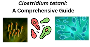 Clostridium tetani