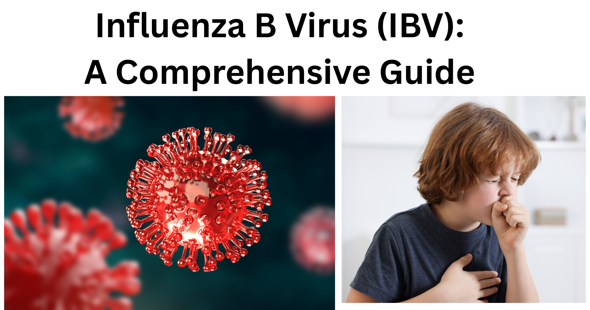 Influenza B Virus (IBV) (1) Influenza B Virus IBV 1