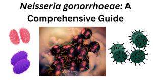 Neisseria gonorrhoeae